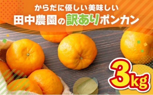 【先行予約】訳ありポンカン 3kg（L~3Lサイズ） 国産 東洋町産 訳あり 甘酸っぱい ジューシー 蜜柑 ミカン 高知県 東洋町 四国 お取り寄せ フルーツ 果物 送料無料 TA11 326246 - 高知県東洋町