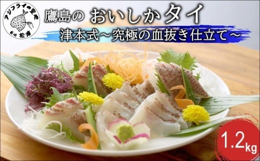 〜津本式・究極の血抜き仕立て〜おいしかタイ1.2kg( 松浦 養殖 真鯛 長期熟成 津本式 究極の血抜き 保栄水産 )