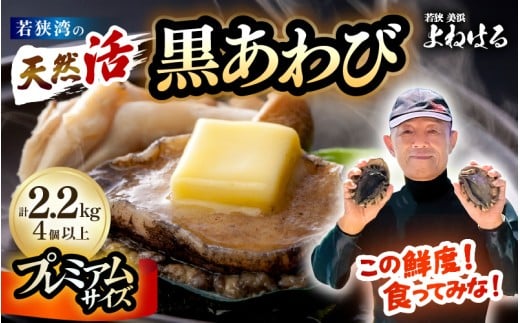 【先行予約】日本海若狭湾の 天然 活黒アワビ プレミアムサイズ 計2.2kg（4個以上）鮮度抜群！【2026年8月より順次発送予定】 刺身 お造り バター焼き BBQ 入手困難 あわび アワビ 鮑 クロアワビ 黒あわび [m17-p003_08] 2294852 - 福井県美浜町