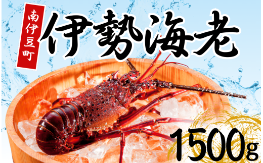 伊勢海老セット[C] 【いせえび 伊勢海老 伊勢海老 鮮魚 海老 えび 人気 名産 高級 おすすめ 数量限定 贈答 静岡県 南伊豆 伊豆 】<AG-19> 343608 - 静岡県南伊豆町
