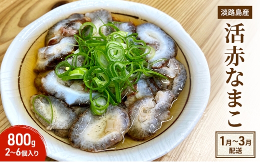 赤なまこ(活)2〜6個入り 800g[1月〜3月配送] 兵庫県 洲本市 淡路島 