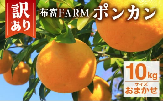 訳ありポンカン サイズおまかせ 10kg NT1 1084086 - 高知県東洋町