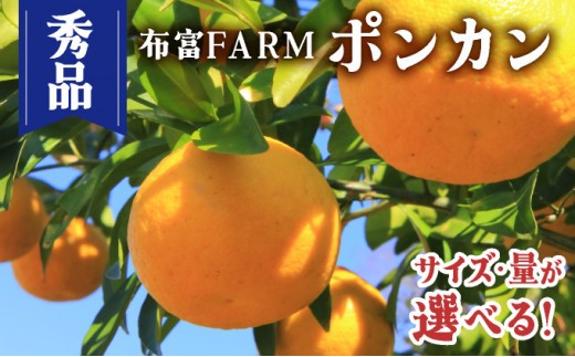 NT2-7[kg数が選べる] 秀品ポンカン[5〜10kg]