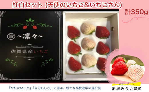 画像はイメージです。実際のお届けは天使のいちご&いちごさん350g。