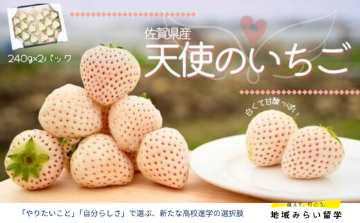 画像はイメージです。実際のお届けは480g(240g×2箱)。