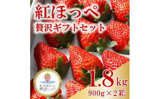 [令和8年1月から発送] 紅ほっぺ 贅沢 ギフト セット 900g × 2箱 果物 いちご イチゴ 苺 フルーツ くだもの スイーツ デザート ストロベリー おやつ 完熟 直送 ギフト 家庭用 贈答用 贈答 ギフト 贈り物 甘い ブランド ジャム スムージー アレンジ フルーツサンド フルーツ大福 いちご大福 健康 ビタミン 農家直送 朝採れ ベリー 国産 イチゴイチエ石神農園 静岡県 牧之原市