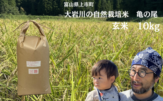 【令和7年産】米 上市町産  大岩川の自然栽培米 亀の尾（玄米）10kg [有吉自然農場] お米 コメ ご飯 ごはん 亀の尾 富山県産 1923596 - 富山県上市町