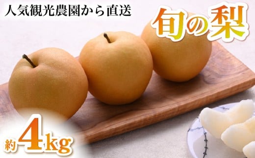 【観光農園直送！】旬の梨詰め合わせ 4kg（梨 なし ナシ 果物 フルーツ 限定）