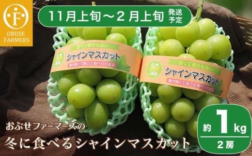 冬に食べるシャインマスカット 約1kg 2房［ おぶせファーマーズ ］ぶどう フルーツ 果物 【2025年11月上旬～2026年2月上旬発送】［F-535］ 487852 - 長野県小布施町