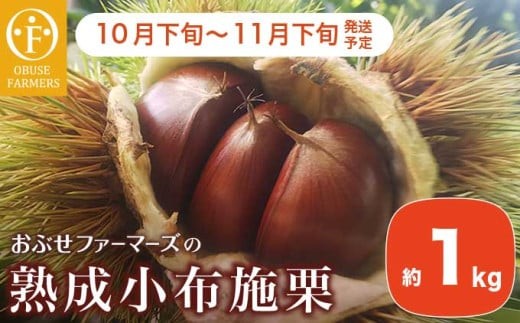  熟成小布施栗 約1kg ［おぶせファーマーズ］ 果物 フルーツ 生栗 くり 長野県産 信州産 令和7年産 【2025年10月下旬～11月下旬発送】 ［F-236］ 230476 - 長野県小布施町