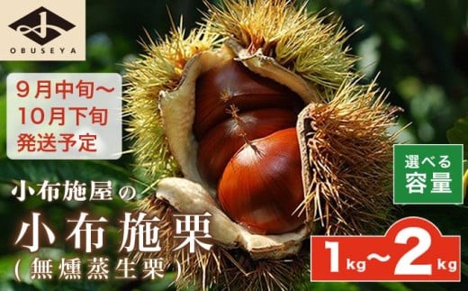 小布施栗(無燻蒸生栗) 約1kg 約2kg 選べる内容量 [小布施屋] 果物 フルーツ 生栗 くり 日本三大栗 令和7年産[2025年9月中旬〜10月下旬発送]