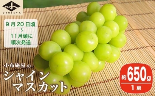 シャインマスカット 約650g 1房 ［小布施屋］ フルーツ 果物 くだもの ぶどう 葡萄 ブドウ 数量限定 クール便配送 長野県産 産地直送 先行予約 送料無料 2025 2025年発送 令和7年産 【2025年9月20日頃～11月頭にかけて順次発送】 ［A-303］ 1198274 - 長野県小布施町