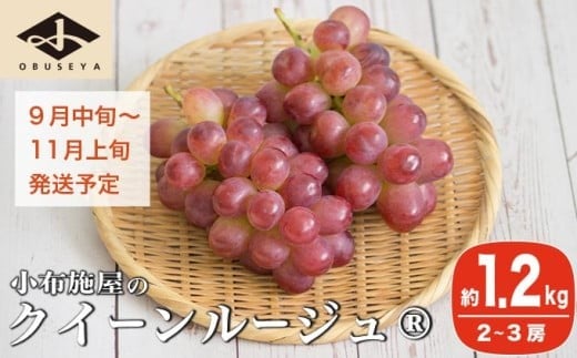 クイーンルージュ_ 約1.2kg 2～3房 ［小布施屋］ 果物 フルーツ ぶどう 葡萄 令和7年産【2025年9月中旬～11月上旬発送】 ［A-705］ 2058137 - 長野県小布施町