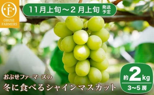 冬に食べるシャインマスカット 約2kg 3～5房［ おぶせファーマーズ ］ぶどう フルーツ 果物 【2025年11月上旬～2026年2月上旬発送】［FC-1］ 487856 - 長野県小布施町