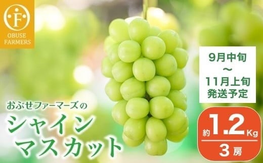 水不足の農家応援企画！シャインマスカット小房　約1.2kg 3房［おぶせファーマーズ］ 果物 フルーツ ぶどう 葡萄 数量限定 先行予約 長野 信州 令和7年産 【2025年9月中旬～11月上旬発送】  [F-552] 2302245 - 長野県小布施町