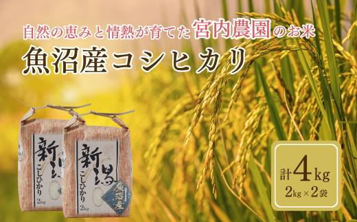 令和7年産 魚沼産コシヒカリ2kg×2袋 宮内農園 | 2025年9月下旬頃から発送 新潟県産 コシヒカリ お米 米 おこめ こめ コメ こしひかり 白米 精米 魚沼産 ブランド米 【0002-MN02-01】 1391279 - 新潟県小千谷市