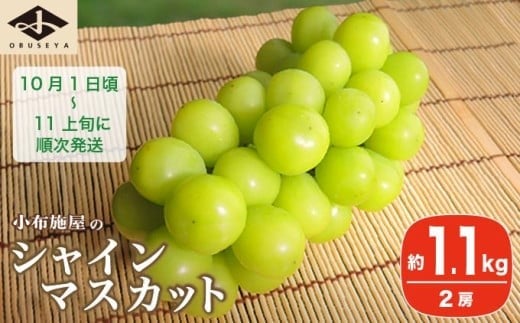 シャインマスカット 約1.1kg 2房 ［小布施屋］ フルーツ 果物 くだもの ぶどう 葡萄 ブドウ 数量限定 クール便配送 長野県産 産地直送 先行予約 送料無料 2025 2025年発送 令和7年産 【2025年10月1日頃～11月上旬発送】［A-8b］ 1591670 - 長野県小布施町
