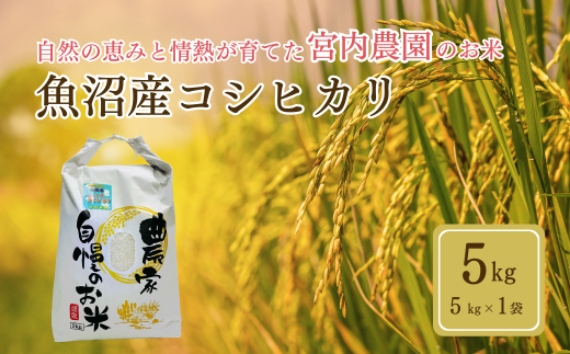 令和7年産 魚沼産コシヒカリ5kg×1袋 宮内農園 | 2025年9月下旬頃から発送 新潟県産 コシヒカリ お米 米 おこめ こめ コメ こしひかり 白米 精米 魚沼産 ブランド米【0002-MN03-01】 1101924 - 新潟県小千谷市