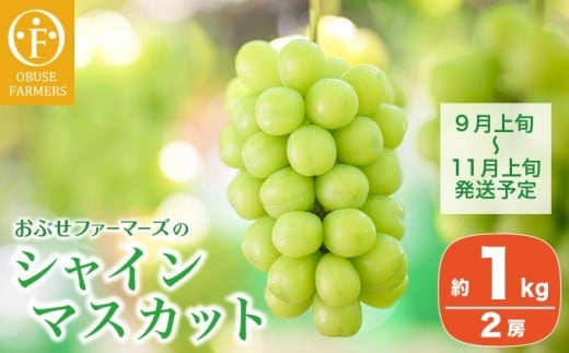 シャインマスカット 約1kg 2房 ［おぶせファーマーズ］ 果物 フルーツ ぶどう 葡萄 数量限定 先行予約 長野 信州 令和7年産 【2025年9月上旬～11月上旬発送】  [F-26] 230474 - 長野県小布施町