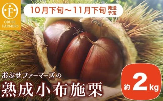  熟成小布施栗 約2kg ［おぶせファーマーズ］ 果物 フルーツ 生栗 くり 長野県産 信州産 令和7年産 【2025年10月下旬～11月下旬発送】［FB-510］ 230481 - 長野県小布施町