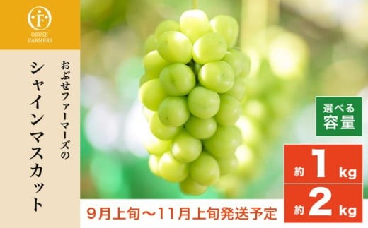 甘さ・食感・香り全てが抜群で近年人気のぶどう「シャインマスカット」