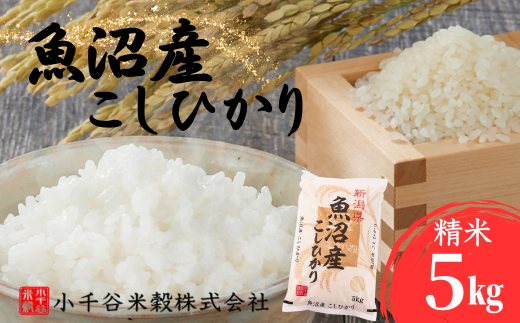令和7年産 魚沼産コシヒカリ5kg 小千谷米穀 | 新潟県産 コシヒカリ お米 米 おこめ こめ コメ こしひかり 白米 精米 魚沼産 ブランド米 人気 おすすめ 産地直送 新潟県 小千谷市【0002-BE04-01】 772692 - 新潟県小千谷市