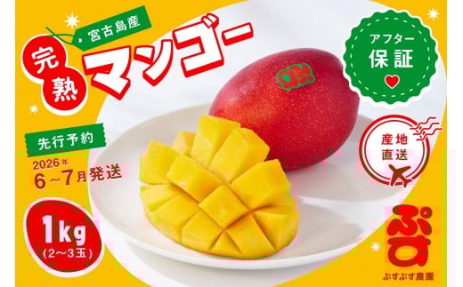 【ぷすぷす農園】＜2026年発送先行予約＞宮古島産完熟マンゴー(家庭用／1キロ／農園直送)（KY001） 2016502 - 沖縄県宮古島市