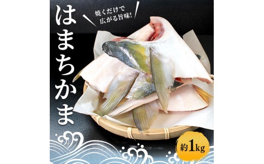 はまちかま ハマチ 約1kg セット 新鮮 魚 一本釣り 釣り 海 海産物 海の幸 魚介 惣菜 塩焼き 煮付け 切身 人気 国産 カマ ぶり はまち 鮮魚 切り身 瀬戸内海 おかず 美味 美味しい 簡単 おつまみ 朝ごはん 冷凍 冷凍配送 お取寄 急速冷凍 小分け 香川県 香川 丸亀 ふるさと納税