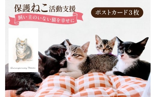 保護猫 支援 猫保護活動への支援 ポストカード [地域ねこサポート会ちくしの 福岡県 筑紫野市 21761293] 保護 動物 猫 応援 ネコ ねこ ペット動物愛護 愛護 保護活動 クリポス メール便 メール便対応 
