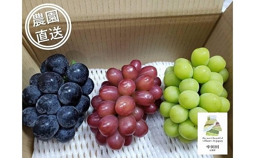 担当者おすすめ「味覚の里なかがわ」の旬のくだもの～フルーツガーデン松村のぶどう　味比べ３種セット　約1.8Kg 2307887 - 長野県中川村