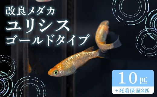 681 メダカ ユリシス ゴールドタイプ 10匹 改良メダカ【トリハタめだか】 2304427 - 茨城県茨城町
