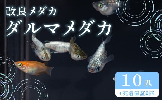 675 メダカ ダルマミックス 10匹 改良メダカ【トリハタめだか】 2298191 - 茨城県茨城町