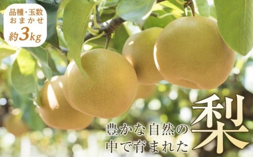  【産地直送】筑前町の豊かな自然の中で育まれた梨　約3kg(5玉～9玉) 2233751 - 福岡県筑前町