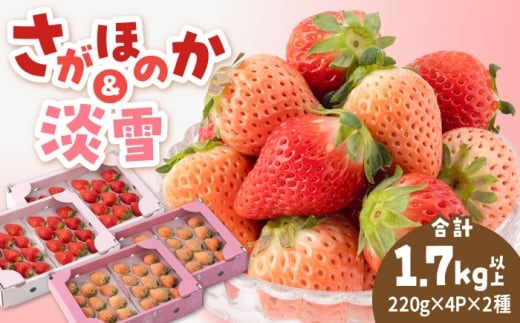 【R8年1月以降発送】紅白いちごセット（淡雪・さがほのか ） 計1.7kg以上（各220g×4パック） 【岸川農園】 [IAP049] 2307835 - 佐賀県白石町