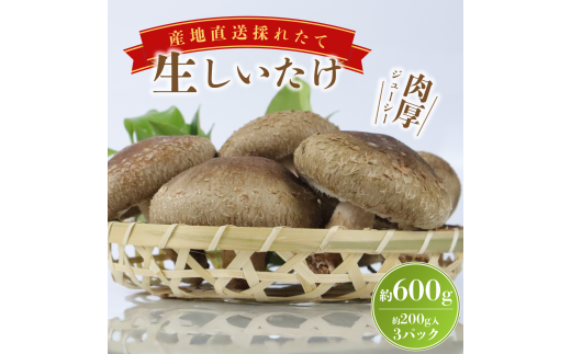 大きな生椎茸 600g 椎茸 しいたけ シイタケ きのこ 生椎茸 野菜 菌床栽培 肉厚 キノコ 新鮮 収穫直後  ステーキしいたけ ステーキ椎茸 国産 農薬不使用 健康 食物繊維 ステーキ 富士山 湧水 箱根 静岡県 三島市 2337295 - 静岡県三島市