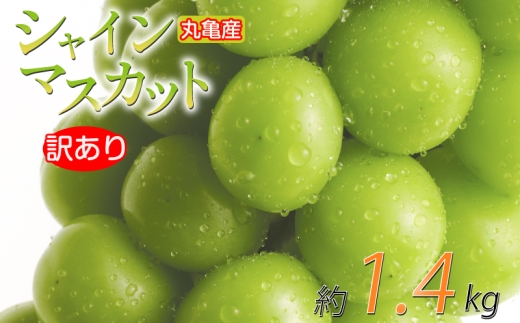 訳あり シャインマスカット 約1.4kg 2-4房 種なし 皮ごと 冷蔵 配送 マスカット ぶどう 葡萄 ブドウ フルーツ 果物 くだもの 瀬戸内 果汁 フルーツ 高級 デザート 果実 青果 甘い ビタミンC 食物繊維 ブドウ糖 美肌 季節 国産 ふるさと納税マスカット ふるさと納税ぶどう 香川県 丸亀市