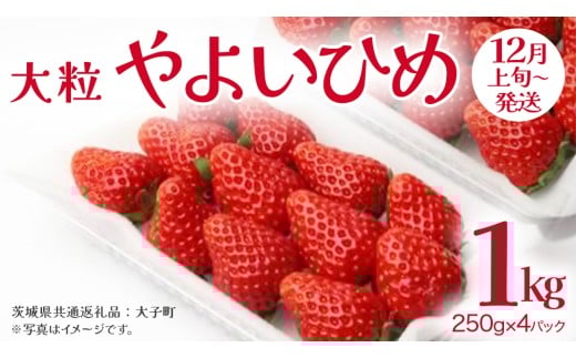 やよいひめ 大粒 250g（8～12粒）×4パック【2025年12月上旬発送開始】(茨城県共通返礼品：大子町) いちご 苺 果物 フルーツ 果実