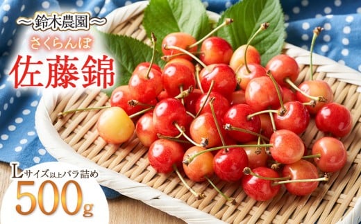 【令和8年産先行予約】さくらんぼ 佐藤錦 (Lサイズ以上) バラ詰め 500g　鈴木農園 1588179 - 山形県鶴岡市