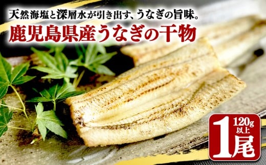 W-1805／鹿児島県産　うなぎ干物　1尾（120g以上）