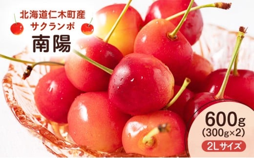 先行予約 北海道 仁木町産 さくらんぼ 南陽 600g （300g×2） 2L以上　旬の果物 サクランボ チェリー フルーツ 果物 果物類 仁木町 仁木 [UMIX FARM]