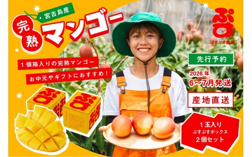 【ぷすぷす農園】＜2026年発送先行予約＞宮古島産完熟マンゴー1玉入り×2個セット（農園直送）（KY005） 2016506 - 沖縄県宮古島市