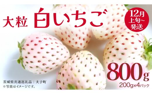 白いちご 大粒 200ｇ（8～12粒）×4パック【2025年12月上旬発送開始】(茨城県共通返礼品：大子町) いちご 苺 果物 フルーツ 果実