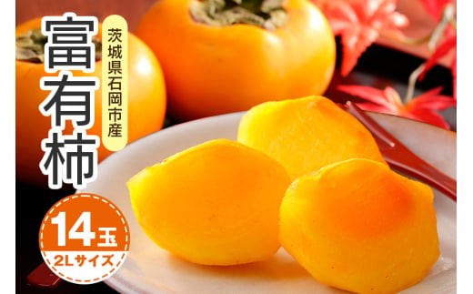 【 2025年 先行予約 】 富有柿 2L 14玉（鈴木柿園） 柿 甘い柿 かき 富有カキ 甘い 果物 フルーツ くだもの カキ 富有かき 秋 旬 甘柿 糖度 贈答用 贈答品 ギフト 贈り物 品種 ブランド 11月 12月 発送 産地直送 農家直送 産直 茨城県 石岡市 (A08-002) 791547 - 茨城県石岡市