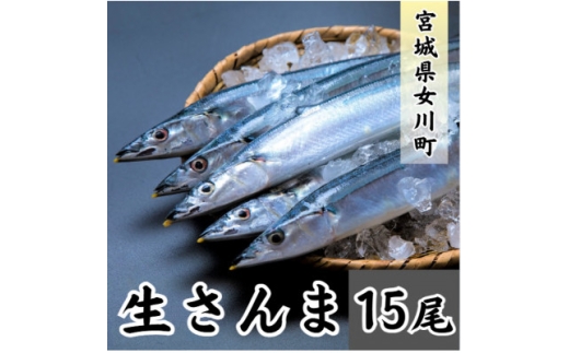 生さんま　15尾【1642728】 2231333 - 宮城県女川町