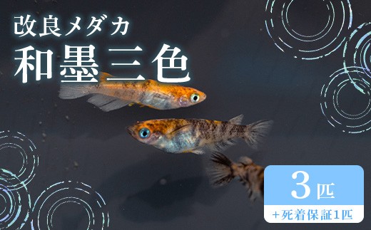 682 メダカ 和墨三色 トリオ(3匹) 改良メダカ【トリハタめだか】 2304428 - 茨城県茨城町