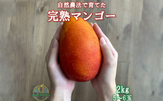 ＜2026年6月から順次発送＞田場農園の栽培期間中農薬不使用マンゴー2kg(5～6玉)【1386744】