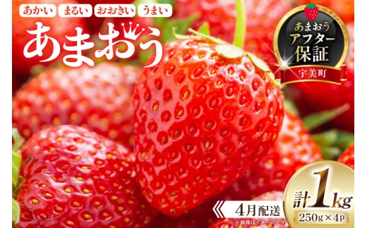 期間限定 いちご あまおう 250g×4パック[4月発送][増田青果 福岡県 宇美町 um40beq650003] 先行予約 苺 イチゴ フルーツ 果物 果実 甘い あまい 季節限定