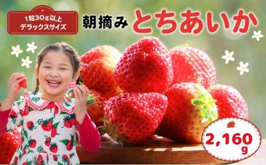 【先行予約】那珂川町産とちあいか 270ｇ×4Ｐ×2 | 2025年 2026年 先行予約 苺 イチゴ 大粒 甘い 贈答用 数量限定 果物 フルーツデザート 人気 贅沢 たっぷり 大容量 朝採れ当日発送 栃木県 那珂川町 送料無料 2287256 - 栃木県那珂川町