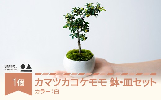 【鉢皿色・白】 カマツカコケモモ  鎌柄苔桃 0.35kg 盆栽 植物 石木花 sw-bokmx380 ※沖縄・離島への配送不可