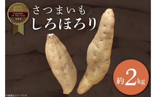 【2025年11月より順次発送】2025年度産 さつまいも しろほろり 約2kg｜さつまいも 芋 お芋 しろほろり 渋谷農園 先行予約 茨城県 行方市(BZ-60) 2350063 - 茨城県行方市